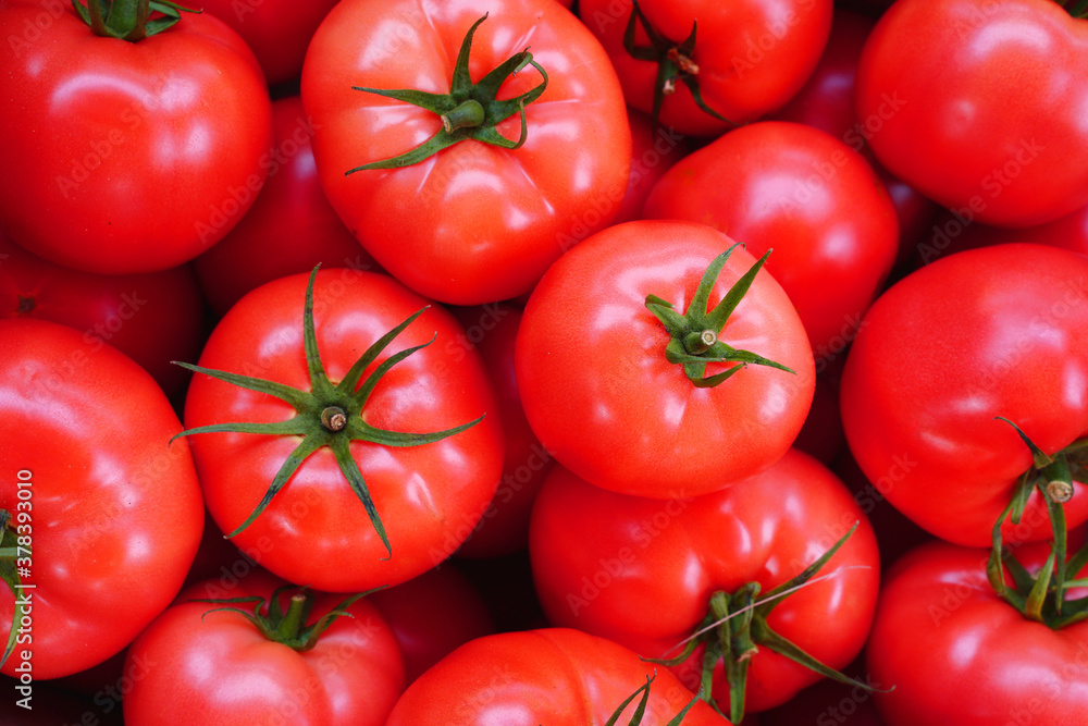 red tomato harvest. tomatoes close up red tomato harvest. tomatoes close up