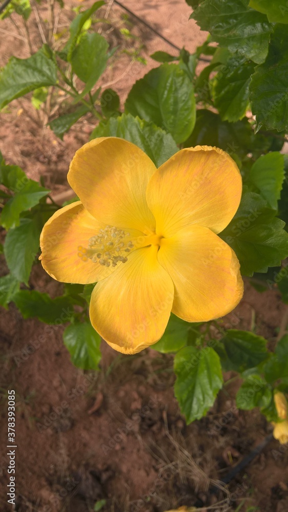 yellow flower in the garden yellow flower in the garden