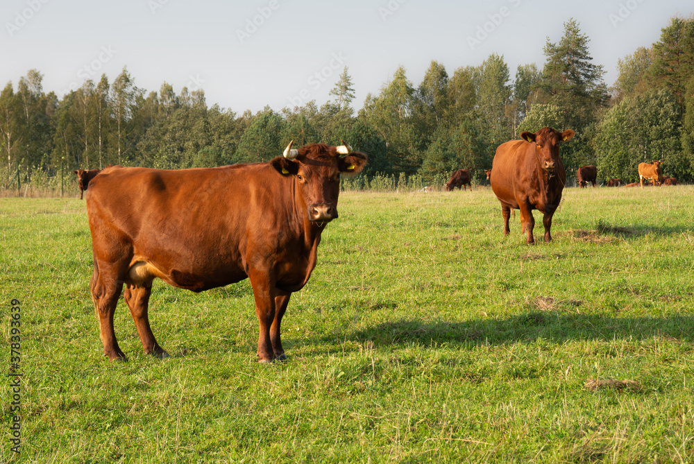 Brown cows on the meadow.