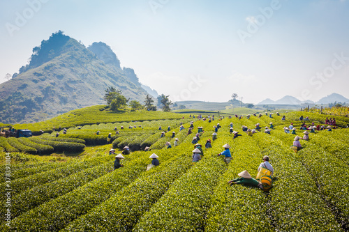 Mocchau highland, Vietnam: Moc Chau tea hill, Moc Chau village . Tea is a traditional drink in Asia photo