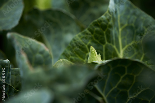 Close up of cabbage (Spitzkohl) in an agricultural vegetable field. Stuttgart, Bernhausen.