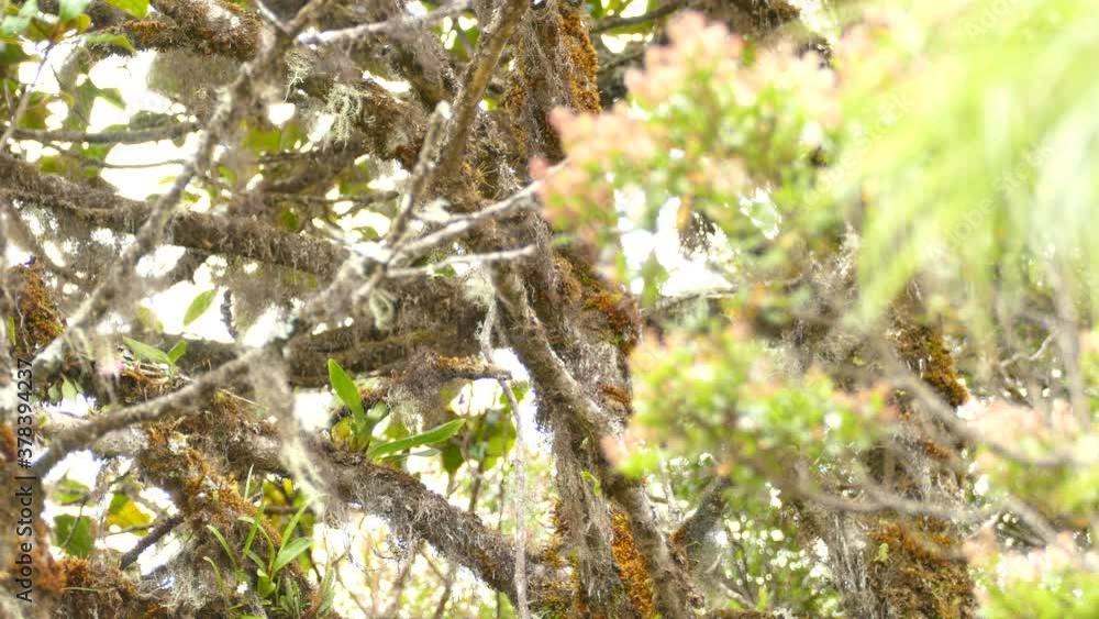 Tropical yellow bird sitting on a branch in a rain forest. Yellow warbler sitting on a tree vine in a Costa Rica jungle. Tropical yellow bird sitting on a branch in a rain forest. Yellow warbler sitting on a tree vine in a Costa Rica jungle.
