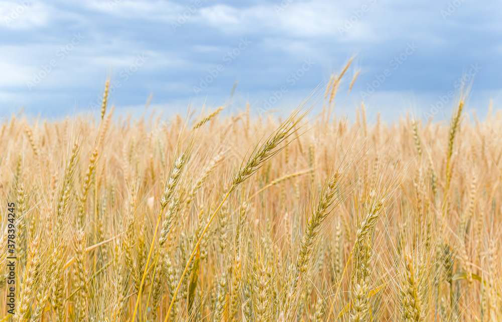 Rural landscape with a field of ripening wheat against the sky