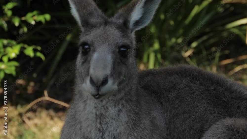 An Alert Eastern Grey Kangaroo Looking Around While Munching - Nature Park In QLD, Australia - close up An Alert Eastern Grey Kangaroo Looking Around While Munching - Nature Park In QLD, Australia - close up