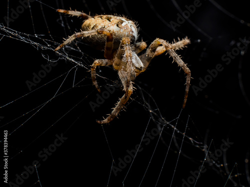 Spider make web close up