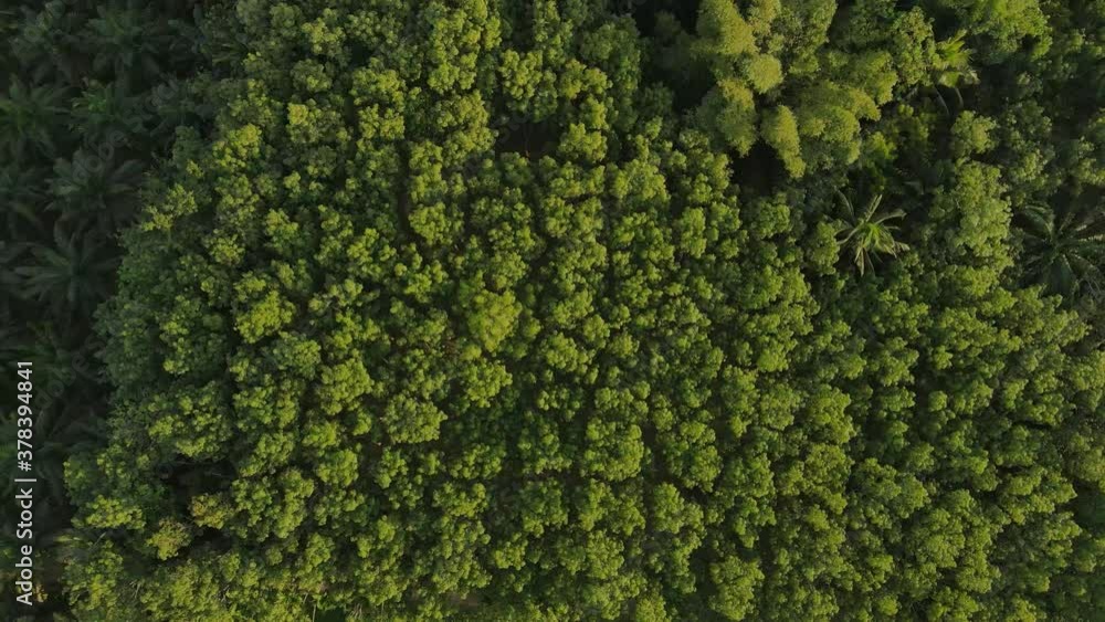 Aerial view of summer landscape bright tree Asia Thailand Aerial view of summer landscape bright tree Asia Thailand