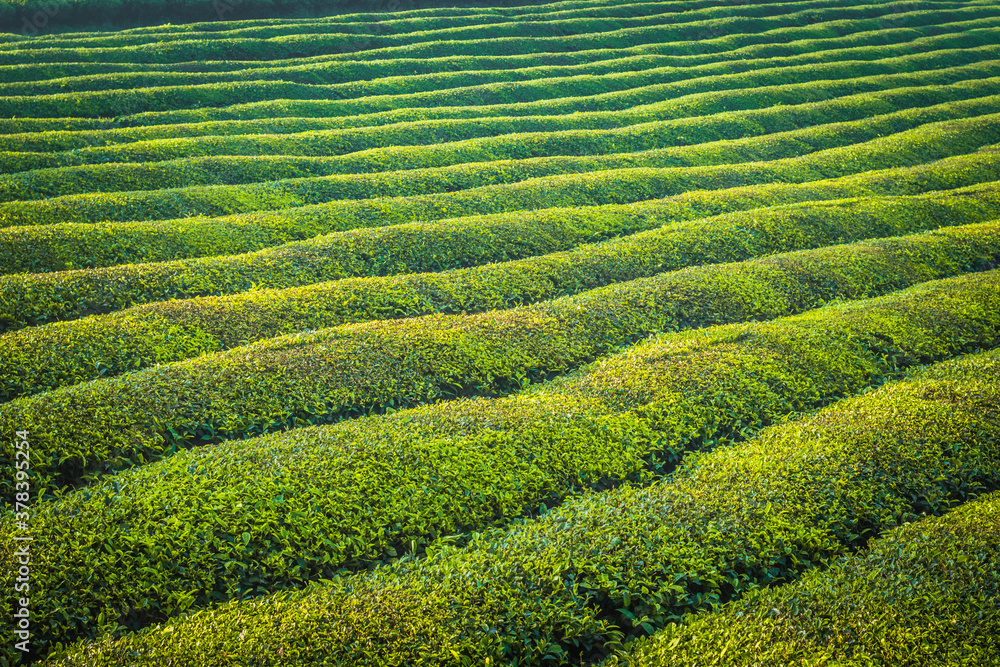 Mocchau highland, Vietnam: Moc Chau tea hill, Moc Chau village . Tea is a traditional drink in Asia