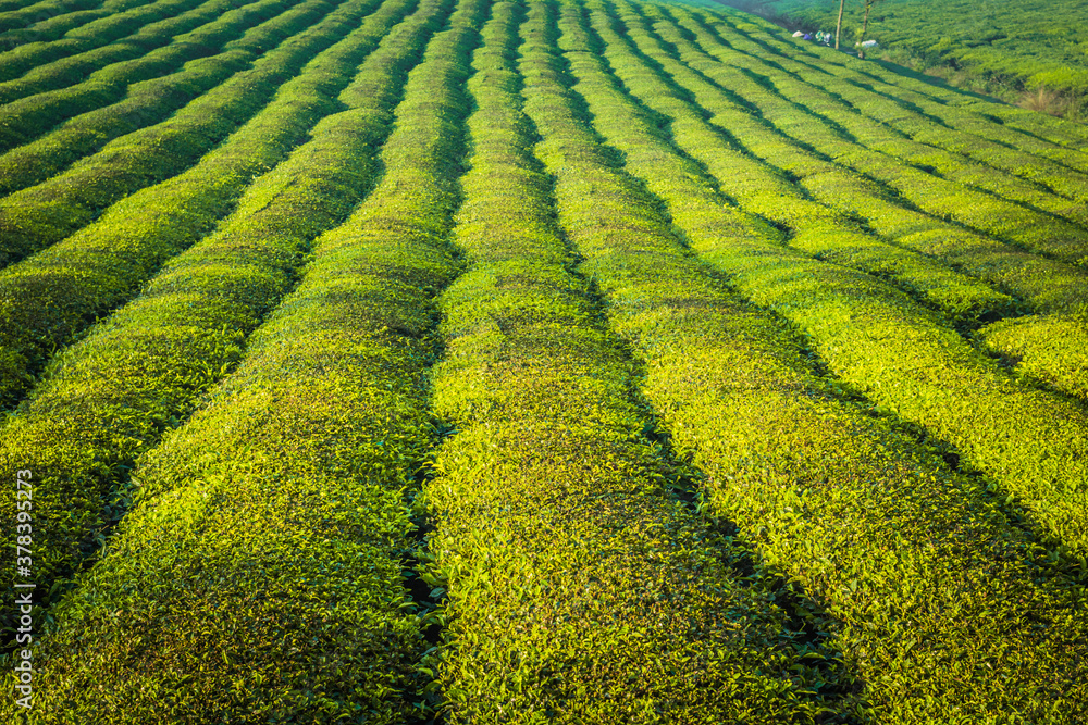 Mocchau highland, Vietnam: Moc Chau tea hill, Moc Chau village . Tea is a traditional drink in Asia Mocchau highland, Vietnam: Moc Chau tea hill, Moc Chau village . Tea is a traditional drink in Asia