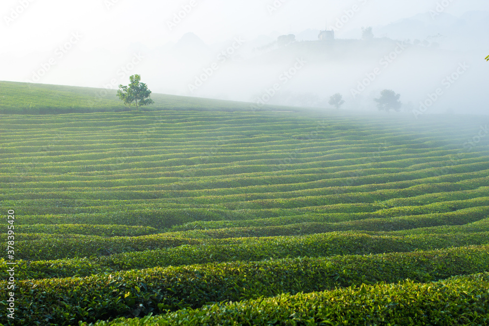 Obraz premium Mocchau highland, Vietnam: Moc Chau tea hill, Moc Chau village . Tea is a traditional drink in Asia