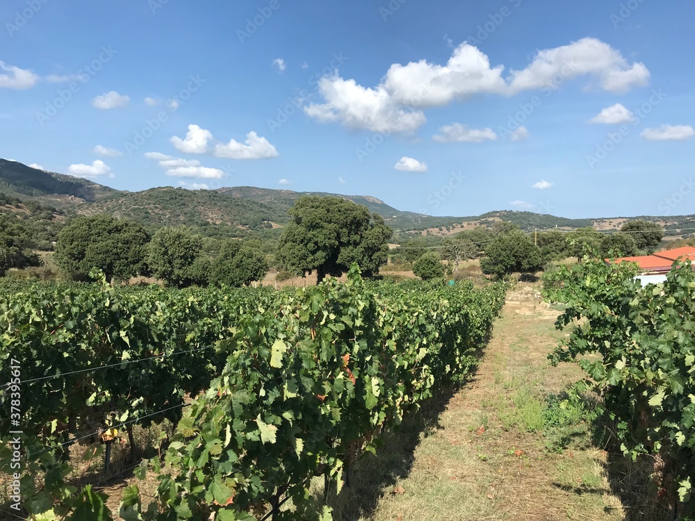 vermentino vineyard in sardinia, italy