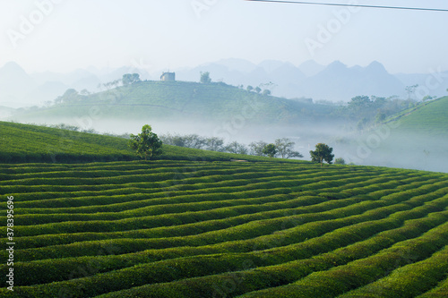 Mocchau highland, Vietnam: Moc Chau tea hill, Moc Chau village . Tea is a traditional drink in Asia