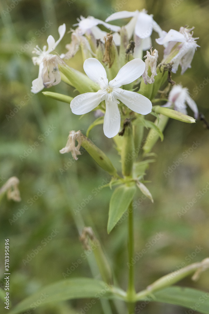 Saponaria officinalis soapwort beautiful plant of medium size with beautiful white flowers with pink tints used in the cosmetic industry on a green background Saponaria officinalis soapwort beautiful plant of medium size with beautiful white flowers with pink tints used in the cosmetic industry on a green background