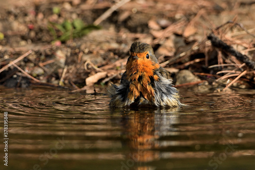 Принти на полотні petirrojo bañándose en el estanque del parque  (Erithacus rubecula) Ojén Andalu