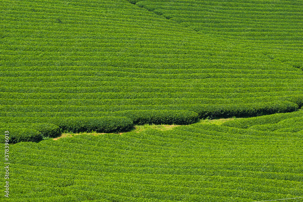 Obraz premium Mocchau highland, Vietnam: Moc Chau tea hill, Moc Chau village . Tea is a traditional drink in Asia