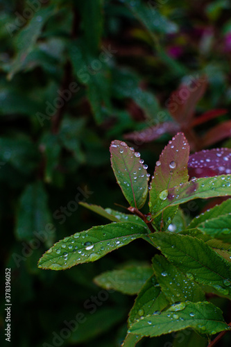 Close up of beautiful autumn plant with rain drop