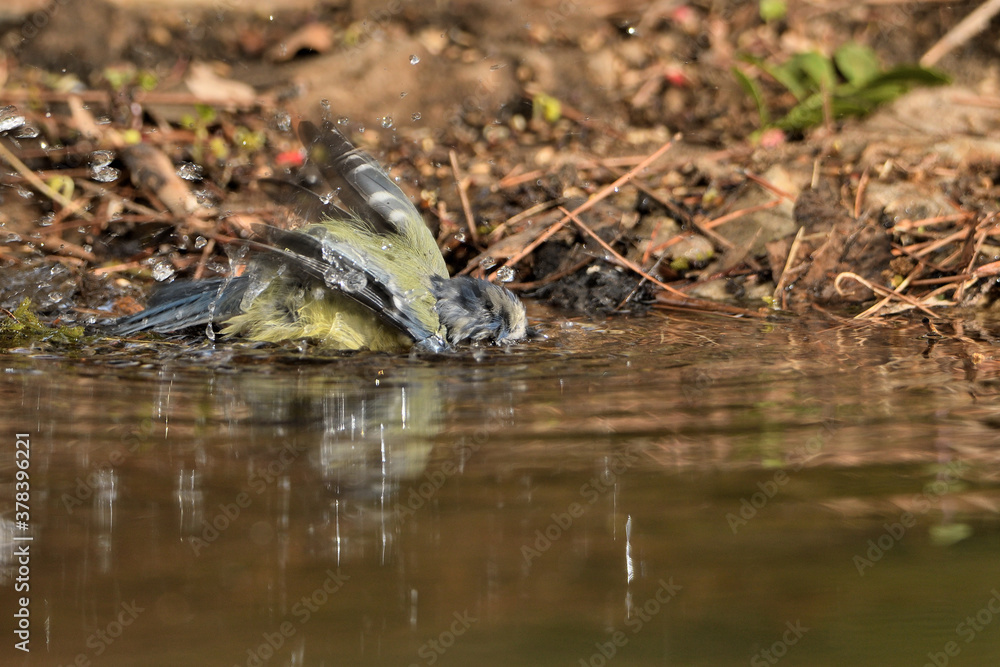 Herrerillo bebiendo y bañándose en el estanque del parque (Cyanistes caeruleus) Ojén Andalucía España Herrerillo bebiendo y bañándose en el estanque del parque (Cyanistes caeruleus) Ojén Andalucía España