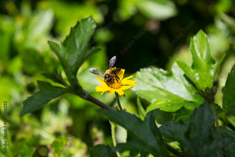 Bee insect and Yellow Singapore daisy flower Bee insect and Yellow Singapore daisy flower