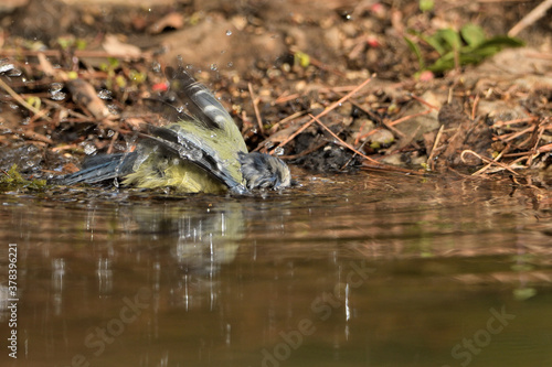  Herrerillo bebiendo y bañándose en el estanque del parque (Cyanistes caeruleus) Ojén Andalucía España © JOSE ANTONIO