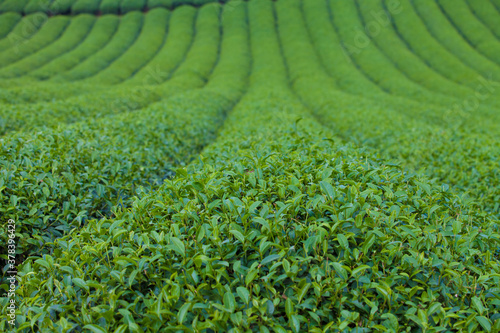 Mocchau highland, Vietnam: Moc Chau tea hill, Moc Chau village . Tea is a traditional drink in Asia