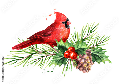 Fototapeta Red bird Cardinal on the cedar branch with cones and holly berries Symbol of Chr