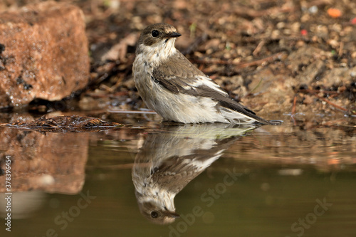  papamoscas cerrojillo bebiendo y bañándose en el estanque del bosque  (Ficedula hypoleuca) Ojén Andalucía España 