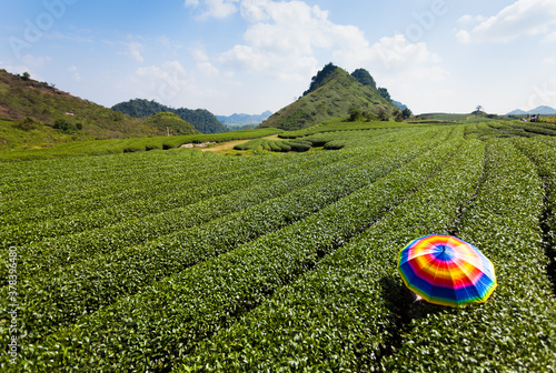 umbrella color in the tea hill in mocchau , vietnam