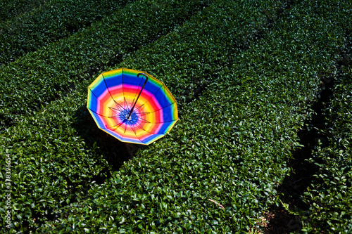 umbrella color in the tea hill in mocchau , vietnam photo