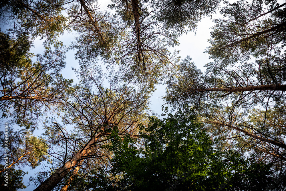 Fototapeta premium trees and sky