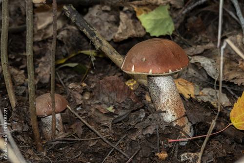 An edible mushroom with a dark brown cap in the forest among the autumn leaves. Selective focus.
