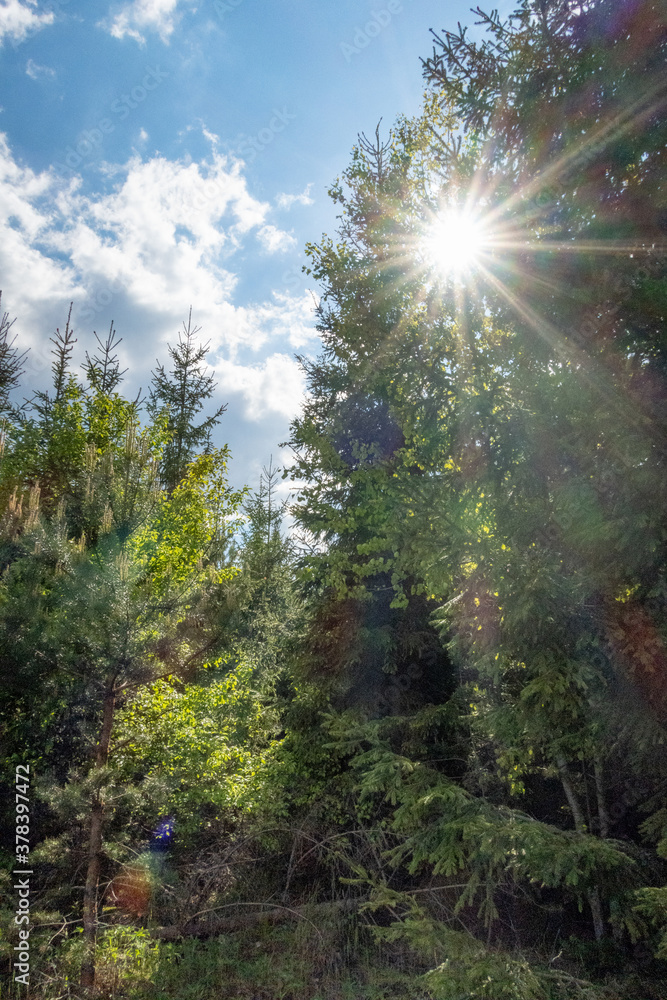 The sun breaks through the branches of a spruce pine forest.