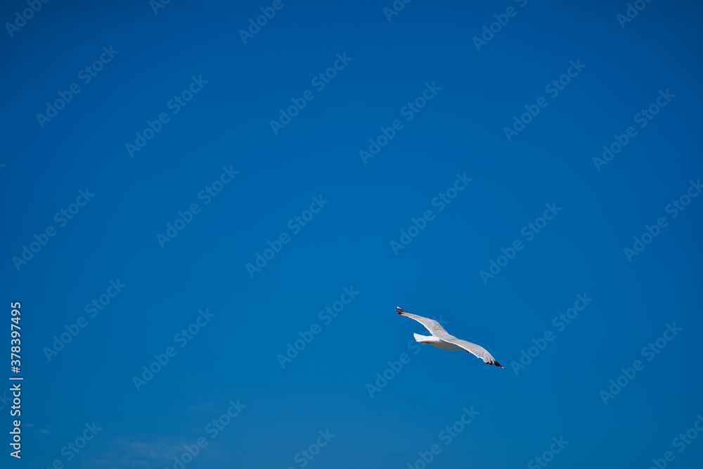 Seagull flying through the blue sky. Seagull flying through the blue sky.