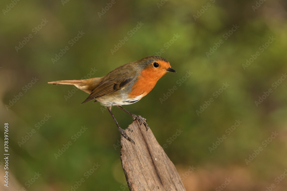 petirrojo en una rama del parque (Erithacus rubecula) Ojén Andalucía España petirrojo en una rama del parque (Erithacus rubecula) Ojén Andalucía España