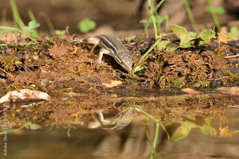 lagartija común bebiendo agua en el estanque del parque (Podarcis hispanicus) Ojén Andalucía España lagartija común bebiendo agua en el estanque del parque (Podarcis hispanicus) Ojén Andalucía España