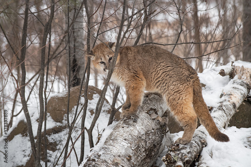 Female Cougar  Puma concolor  Stands on Log Sniffs Branches Winter