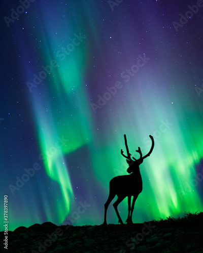 Canvas Print Reindeer standing in the hill, night sky with stars and Aurora borealis in the background