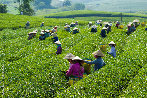 Mocchau highland, Vietnam: Farmers colectting tea leaves in a field of green tea hill on Oct 25, 2015. Tea is a traditional drink in Asia