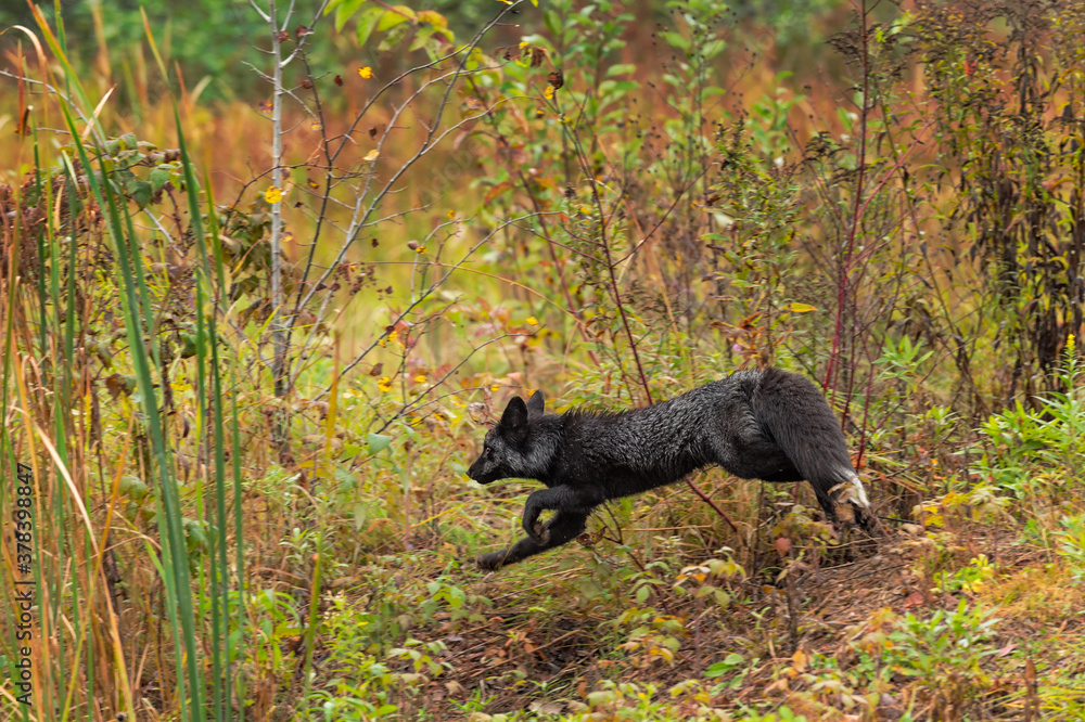 Silver Fox (Vulpes vulpes) Runs Left Through Weeds Autumn Silver Fox (Vulpes vulpes) Runs Left Through Weeds Autumn