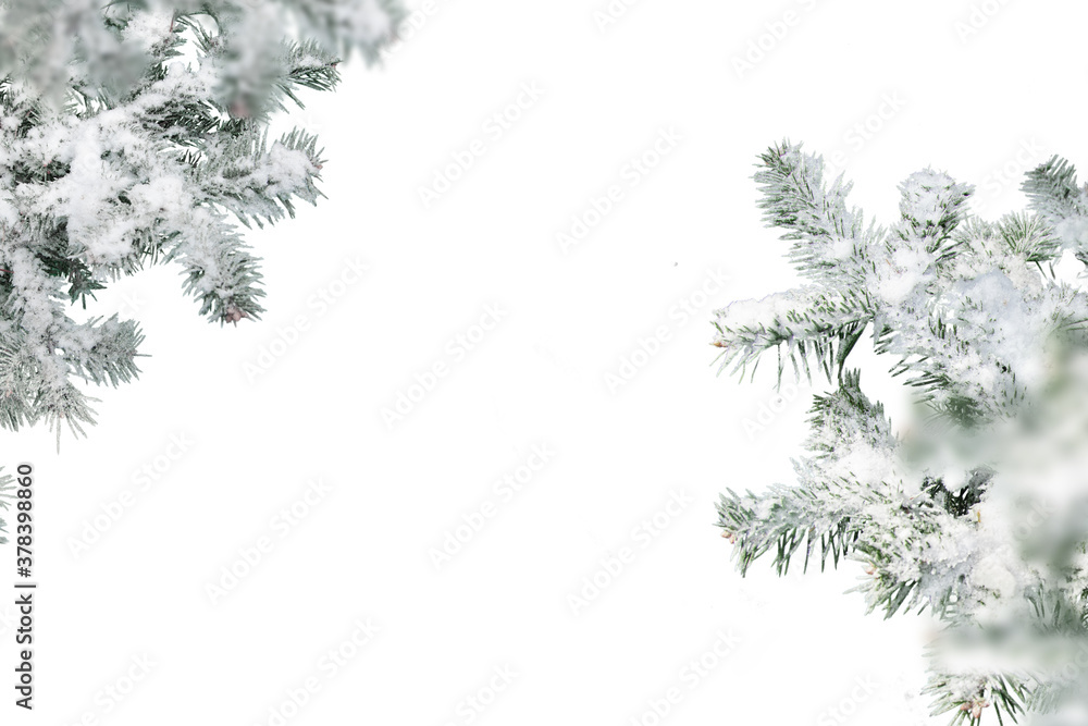 Obraz premium Evergreen tree branches isolated on white background