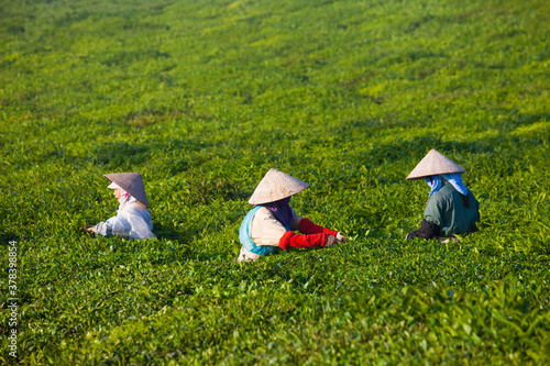 Mocchau highland, Vietnam: Farmers colectting tea leaves in a field of green tea hill on Oct 25, 2015. Tea is a traditional drink in Asia