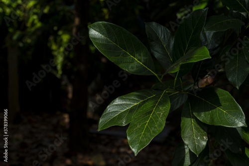 green jackfruit leaves in the forest
