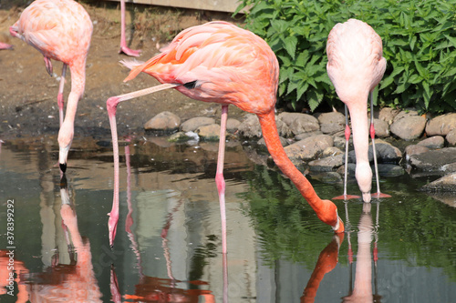 Flamingos in einem See