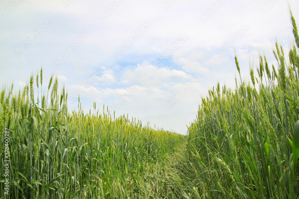 Obraz premium A large green field of cereal wheat is heading under a bright sky.