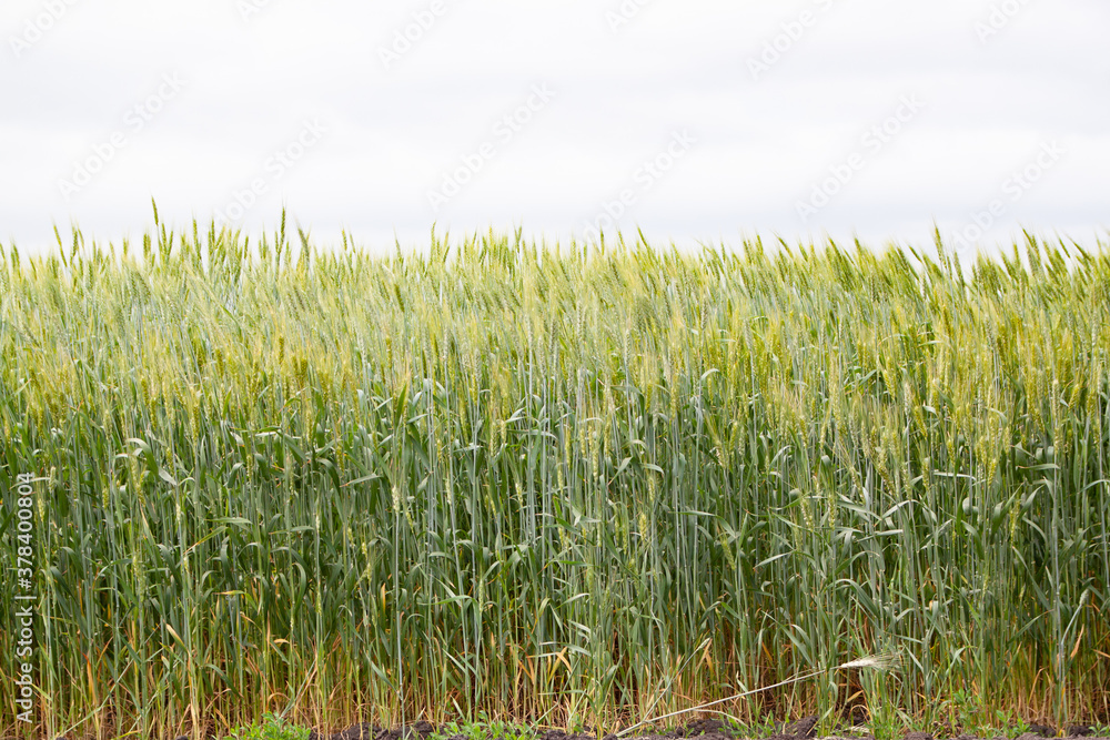 A large green field of cereal wheat is heading under a bright sky. A large green field of cereal wheat is heading under a bright sky.