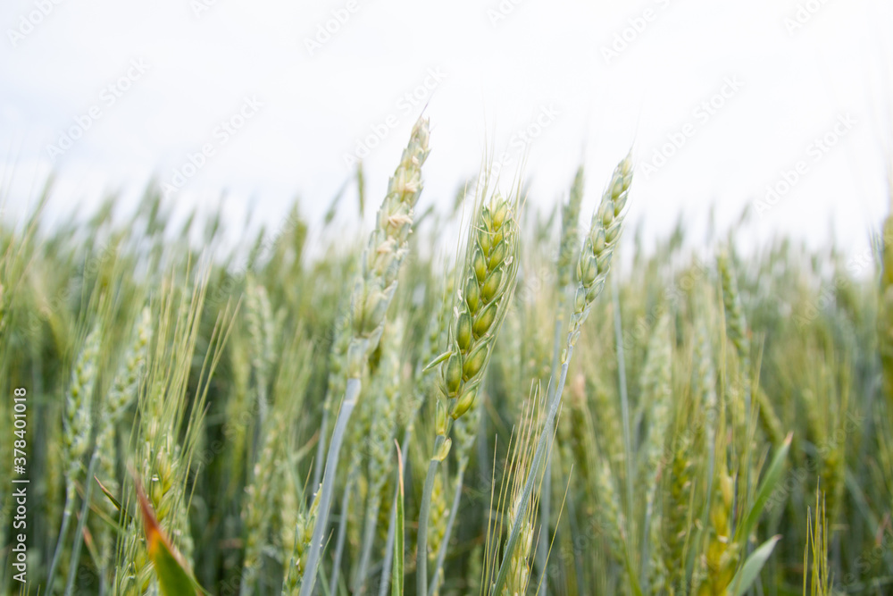 A large green field of cereal wheat is heading under a bright sky. A large green field of cereal wheat is heading under a bright sky.