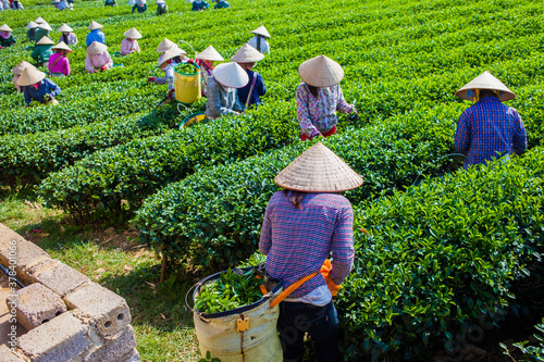 Mocchau highland, Vietnam: Farmers colectting tea leaves in a field of green tea hill on Oct 25, 2015. Tea is a traditional drink in Asia photo