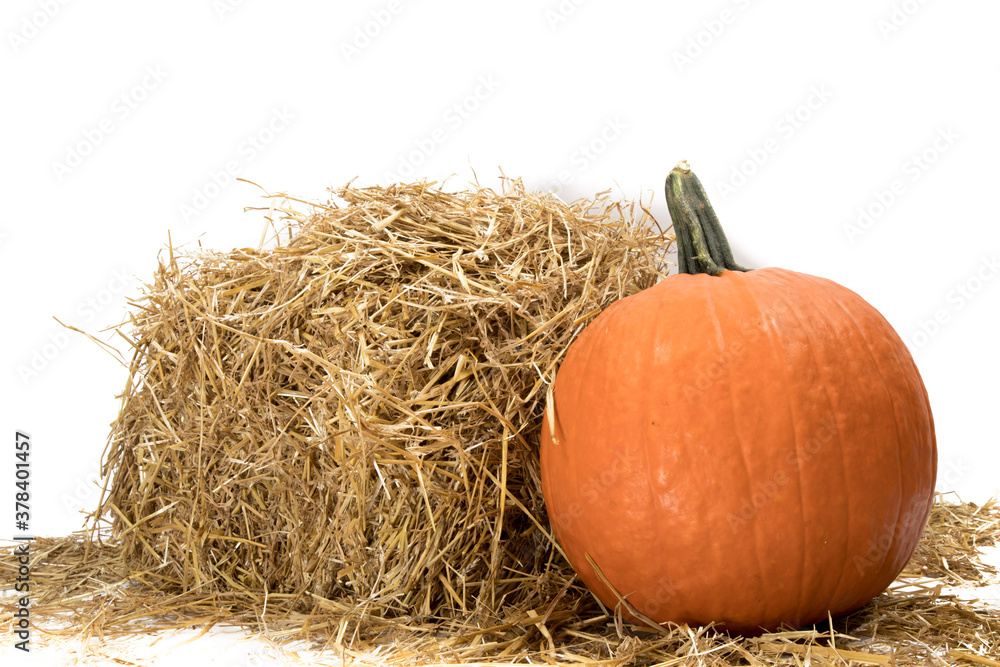 a large pumpkin rests beside a straw bale in a farm to be sold for Halloween isolated on white a large pumpkin rests beside a straw bale in a farm to be sold for Halloween isolated on white