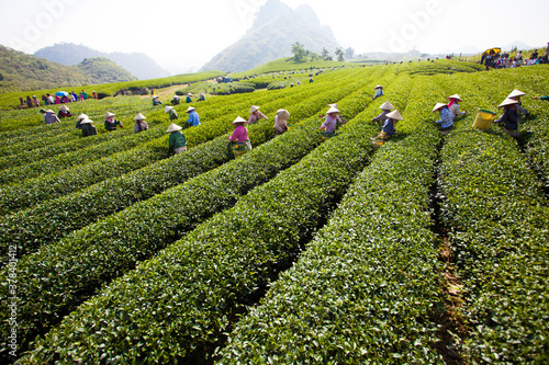 Mocchau highland  Vietnam  Farmers colectting tea leaves in a field of green tea hill on Oct 25  2015. Tea is a traditional drink in Asia