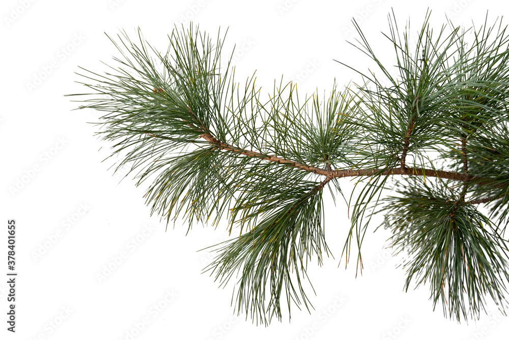 Evergreen tree branch isolated on white background Evergreen tree branch isolated on white background