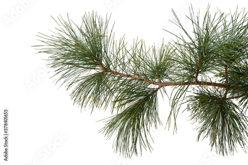 Evergreen tree branch isolated on white background © grape_vein