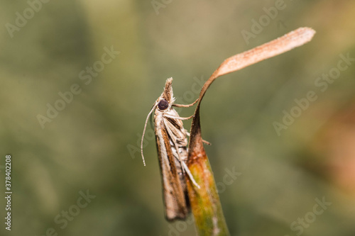 Closeup of an Agriphila on a leaf under the sunlight with a blurry background photo